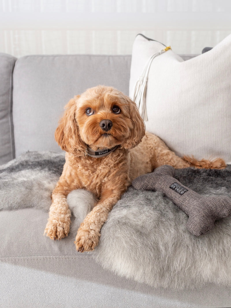 Tips for Creating A Stylish Dog Friendly Home